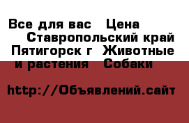 Все для вас › Цена ­ 40 000 - Ставропольский край, Пятигорск г. Животные и растения » Собаки   